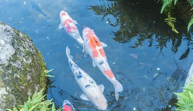 Koi in pond